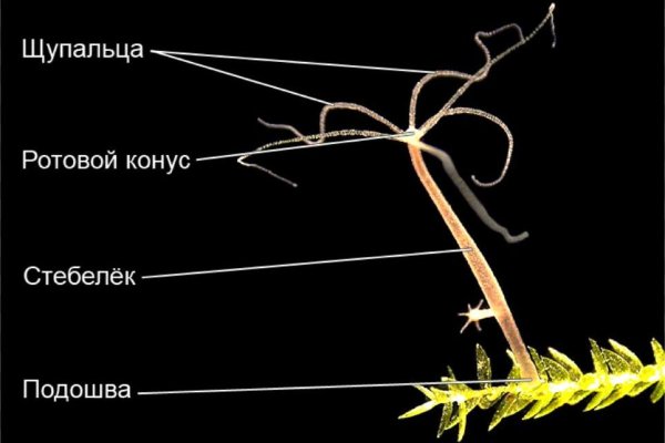 Кракен сайт официальный kraken014 com